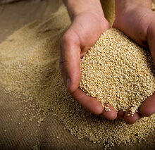 5 Superfoods to Lasting Energy: Body & Brain Health